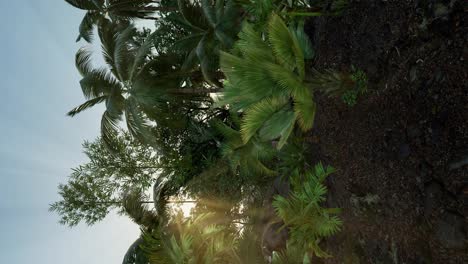 Blick-Auf-Den-Tropischen-Grünen-Wald-Mit-Sonneneinstrahlung-Am-Morgen